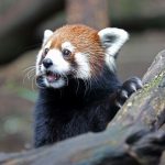 Nashville Zoo Red Panda Named Mei Lee In Honor Of Disney + Pixar's "Turning Red"