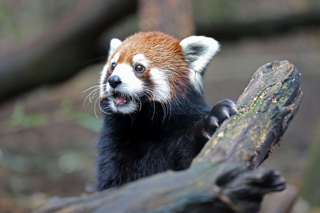 Nashville Zoo Red Panda Named Mei Lee In Honor Of Disney + Pixar's "Turning Red"
