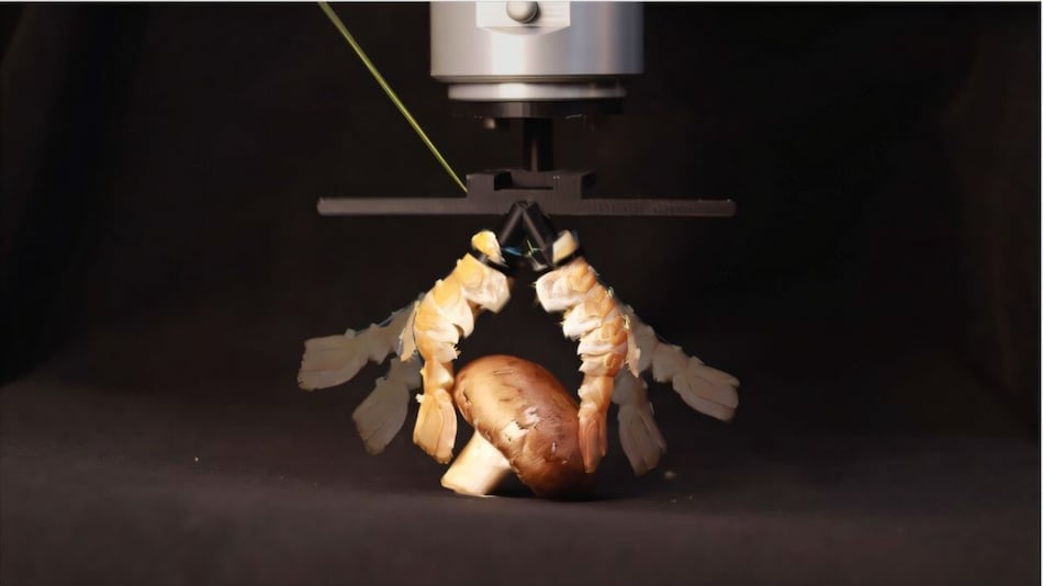 Engineers Turn Lobster Shells Into Robot Parts That Lift, Grip and Swim